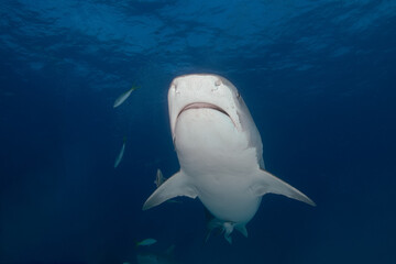 Fototapeta premium Tiger shark swimming head-on directly toward the camera under a rippling surface in the Bahamas