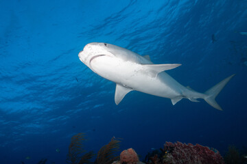 Obraz premium Tiger shark cruising above a coral reef at Tiger Beach Bahamas