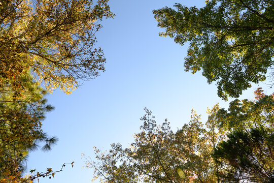 Golden leaves frame a clear blue sky