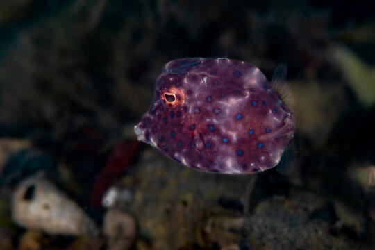 Juvenile smooth trunkfish hovering over an estuary floor at the Blue Heron Bridge in Riviera Beach Florida