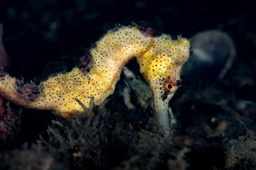 Longsnout seahorse camouflaged amidst benthic marine organisms at the Blue Heron Bridge in Riviera Beach Florida © Sergio Llaguno