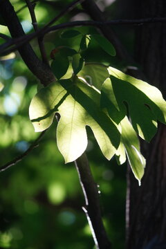 Park foliage and pathways in Kissena Park