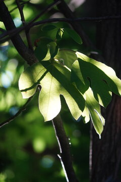 Park foliage and pathways in Kissena Park