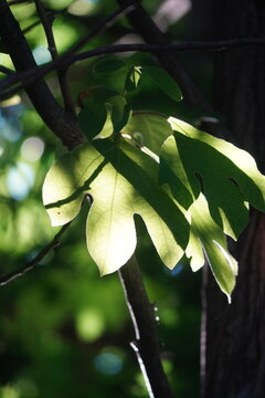 Park foliage and pathways in Kissena Park