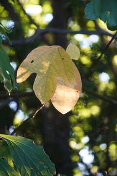 Park foliage and pathways in Kissena Park