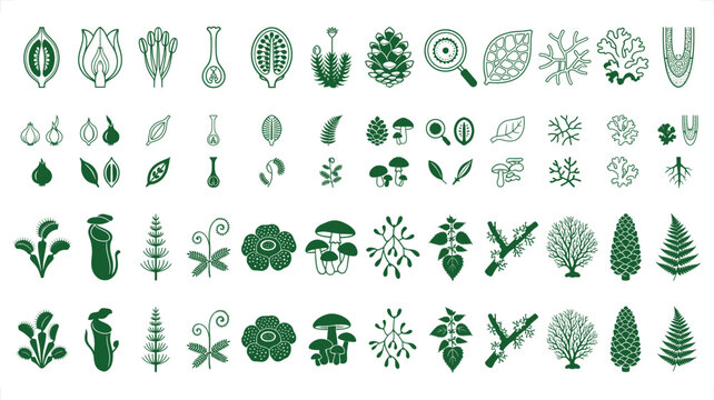Botanical Illustrations Collection with Diverse Plant Structures and Fungi on White Background