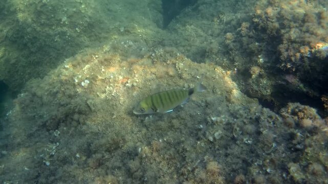 Sargo fish swimming near the mediterranean seabed, looking for food on the rocks and algae. Marine life in nature