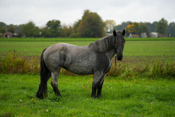 Working horse in the field in Belgium © Kyle