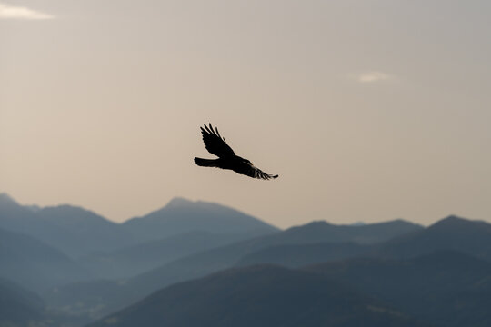 Alpine Chough, soaring in the alps above Innsbruck, Austria.