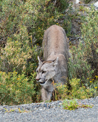 Puma in Torres del Paine, Chile. Patagonian National Park © Kyle
