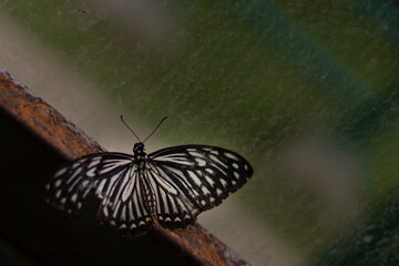 Common mime butterfly resting © IM19AA
