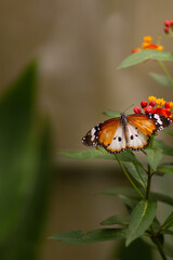Tiger butterfly © IM19AA
