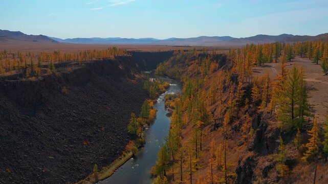 Aerial drone footage of river winding through canyon with autumn larch trees.