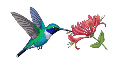 Hummingbird Feeding on Honeysuckle Vector Illustration © AAS CREATIVE