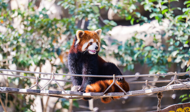 A smiling red panda sitting on a suspension bridge