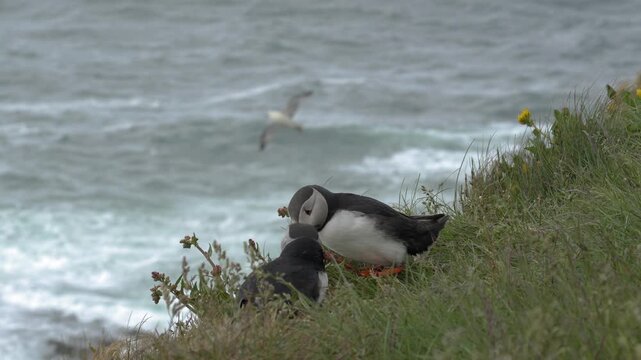 Two Atlantic Puffins Rubbing Beaks Together on a Grassy Cliffside in Iceland