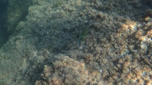Sarpa salpa fish with distinctive yellow stripes swimming over a rocky seabed covered with marine algae