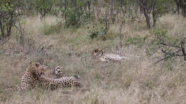 Three Cheetahs Coalition Lounging, Grooming and Resting in Tall Grass, Sabi Sands Game Reserve, South Africa