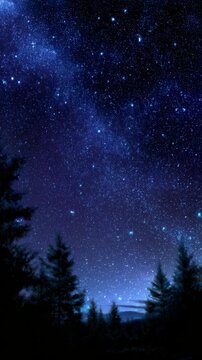Majestic forest under the vast starlit night sky.