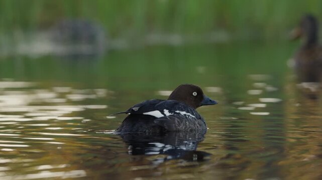 A female common goldeneye turns from a rear view to a side profile while floating on a calm lake. Horizontal slow-motion wildlife footage.