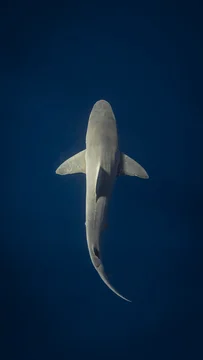メジロザメ」の写真素材 | 731件の無料イラスト画像 | Adobe Stock