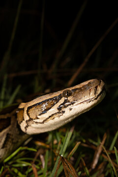 Burmese python