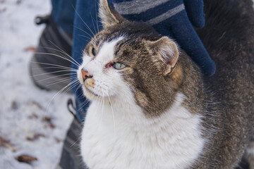 Close up of a cat © RiMa Photography