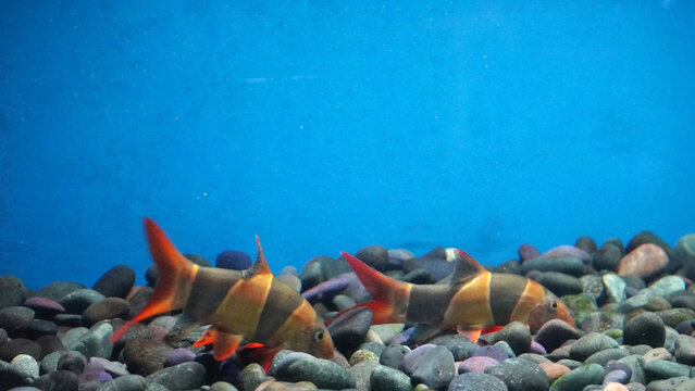Two Clown Loach fish swimming side by side over pebbles in a blue aquarium.