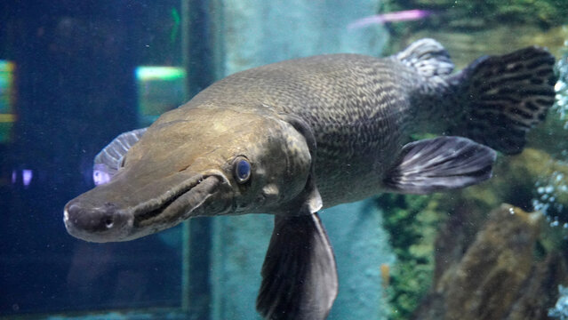 Close-up of alligator gar fish swimming in aquarium.
