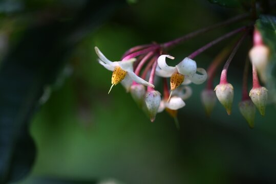 Coral bush (Ardisia crenata). Primulaceae evergreen shrub. Blooming white flowers in the summer and red berries in the autumn. In Japan, it is used in New Year's decorations.