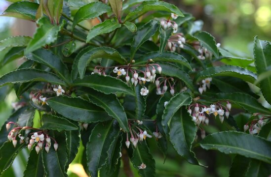 Coral bush (Ardisia crenata). Primulaceae evergreen shrub. Blooming white flowers in the summer and red berries in the autumn. In Japan, it is used in New Year's decorations.