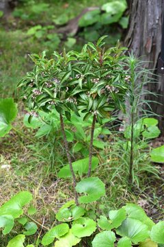 Coral bush (Ardisia crenata). Primulaceae evergreen shrub. Blooming white flowers in the summer and red berries in the autumn. In Japan, it is used in New Year's decorations.