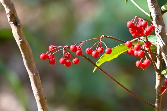 Coral bush (Ardisia crenata). Primulaceae evergreen shrub. Blooming white flowers in the summer and red berries in the autumn. In Japan, it is used in New Year's decorations.