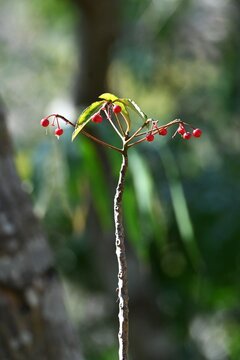 Coral bush (Ardisia crenata). Primulaceae evergreen shrub. Blooming white flowers in the summer and red berries in the autumn. In Japan, it is used in New Year's decorations.