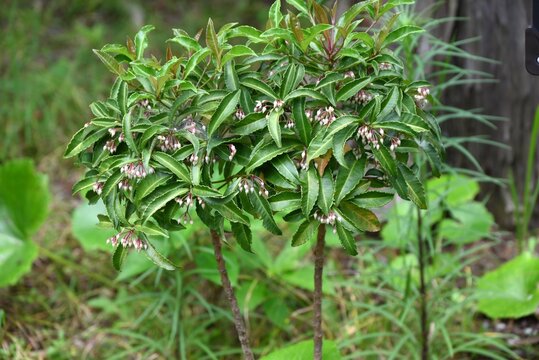 Coral bush (Ardisia crenata). Primulaceae evergreen shrub. Blooming white flowers in the summer and red berries in the autumn. In Japan, it is used in New Year's decorations.