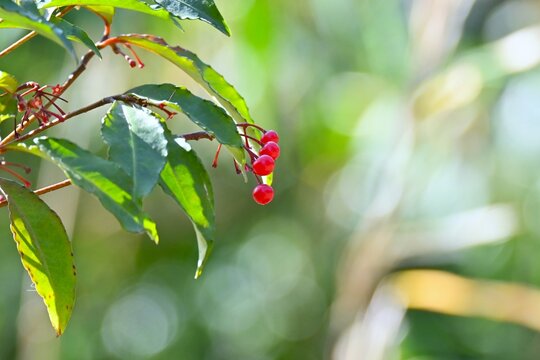 Coral bush (Ardisia crenata). Primulaceae evergreen shrub. Blooming white flowers in the summer and red berries in the autumn. In Japan, it is used in New Year's decorations.