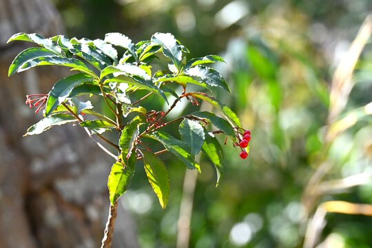 Coral bush (Ardisia crenata). Primulaceae evergreen shrub. Blooming white flowers in the summer and red berries in the autumn. In Japan, it is used in New Year's decorations.