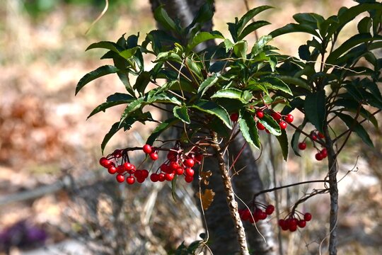 Coral bush (Ardisia crenata). Primulaceae evergreen shrub. Blooming white flowers in the summer and red berries in the autumn. In Japan, it is used in New Year's decorations.