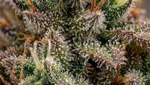 Macro Detail of Cannabis Flower Bud with Crystalline Trichomes