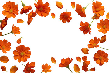 Fototapeta premium Vibrant orange cosmos flowers and petals forming a decorative frame, blooming botanical border on transparent background