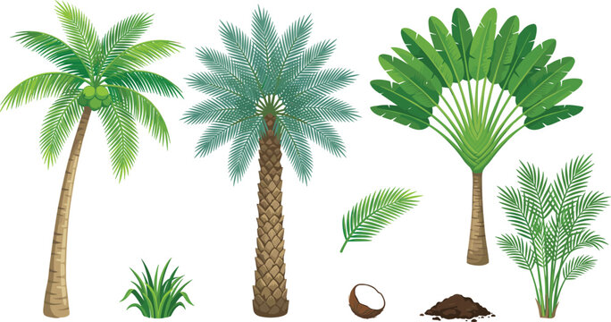 Tropical palm tree vector set featuring coconut palms, traveler's tree, dates, fronds, and botanical foliage elements for summer vacation graphic designs