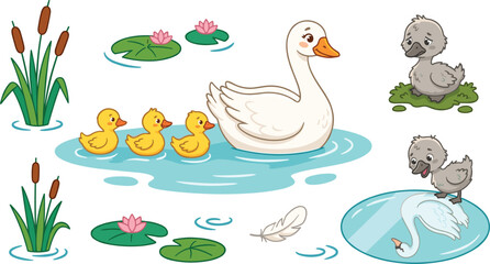 Obraz premium The ugly duckling fairytale vector illustration set featuring white swan mother, yellow ducklings, grey cygnet, reflection pond, cattails, and water lilies