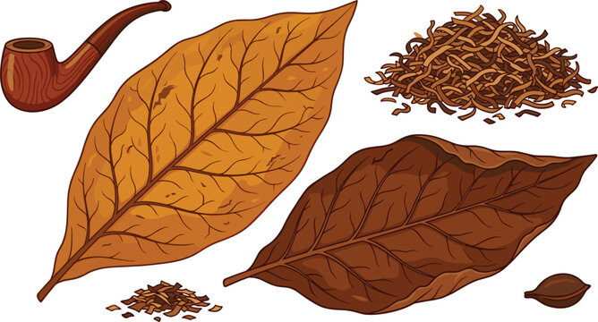 Tobacco vector illustration element set featuring dry brown leaves wooden smoking pipe shredded product and seed isolated on white background