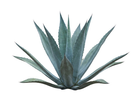 Blue agave plant with pointed leaves and a central rosette on transparent background succulent