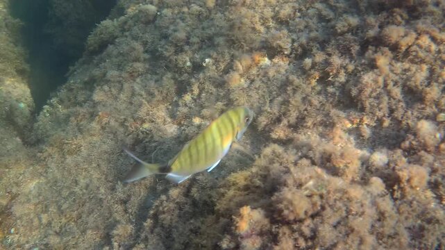 Sarpa salpa, commonly known as salema or dreamfish, swimming near brown algae and rock formations on the seabed, depicting marine life