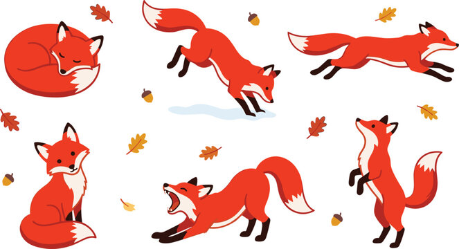 Cute red fox cartoon character set showing different poses including sleeping jumping running sitting stretching and standing with autumn leaves vector