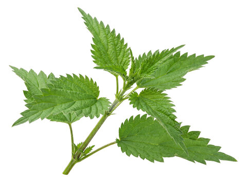Green nettle leaves with serrated edges and visible veins on transparent background stinging leaf