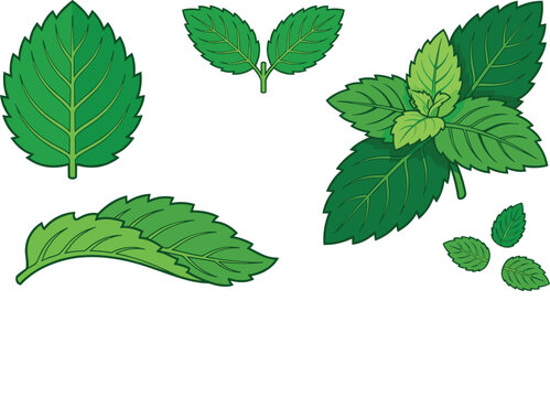 Fresh mint leaves vector set featuring green peppermint sprigs individual leaf isolated elements for herbal tea menthol and organic product designs