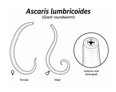 Ascaris lumbricoides (Giant roundworm) anatomy with female, male and enlarged anterior end clean educational biology illustration