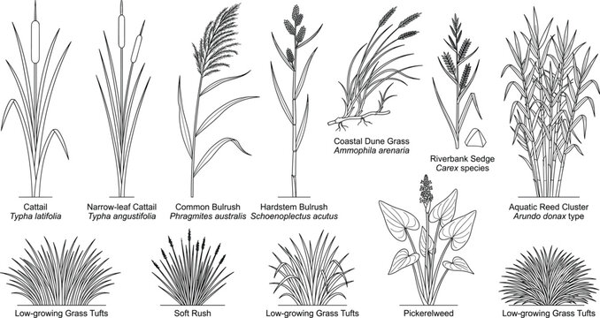 Hand Drawn Wetland Plants and Aquatic Grass Outline Botanical Illustration Collection